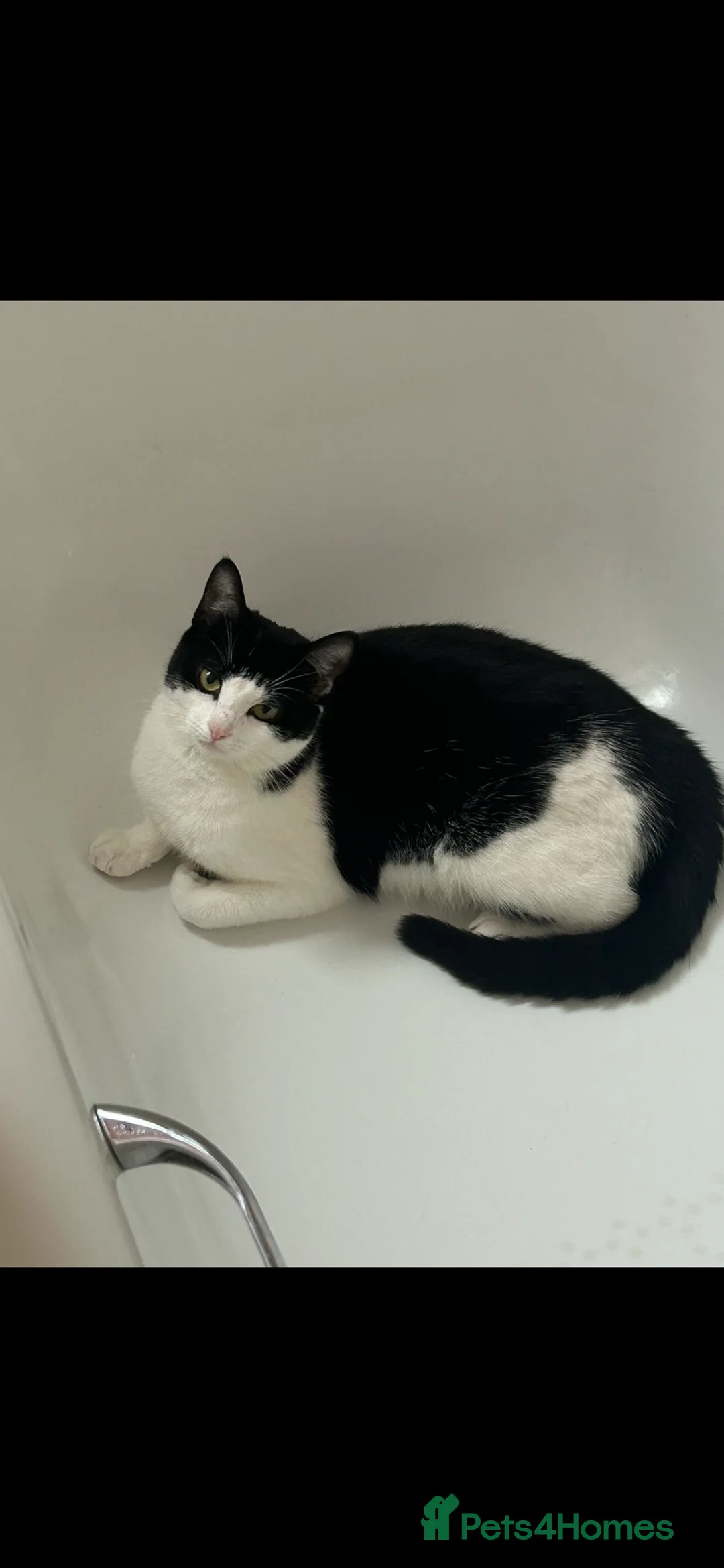 Mixed Breed cats for sale: 1 male boy  - Advert 1