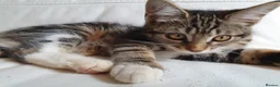 Maine Coon cats for sale: 2 Maine Coon Cross kittens for sale - Advert 9