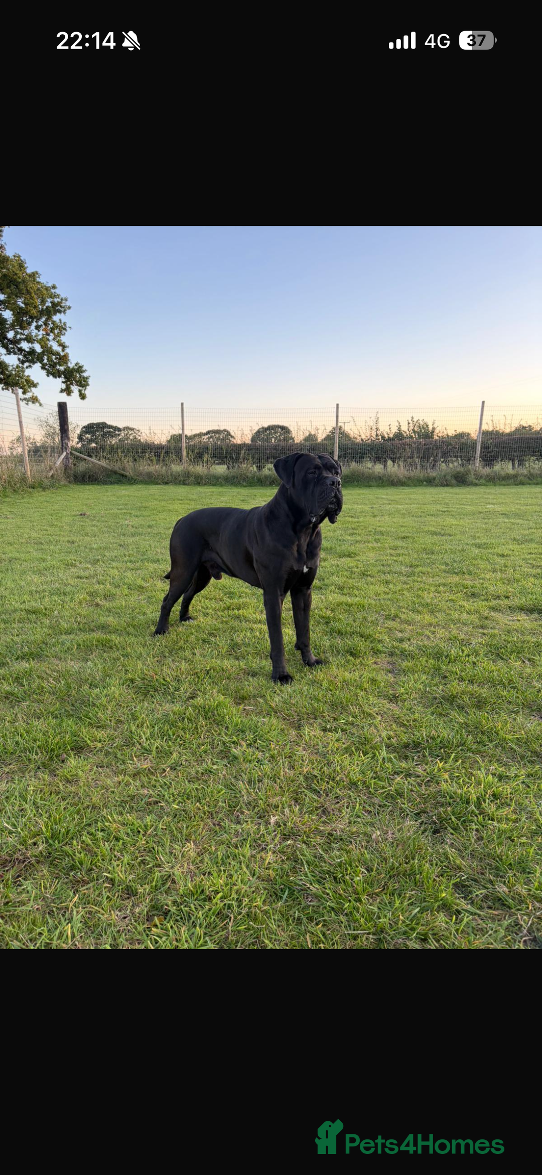 Cane Corso dogs for sale: Cane Corso - Advert 2