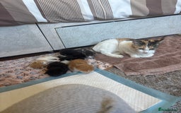 Mixed Breed cats for sale: 4 kittens for sale  - Image 5