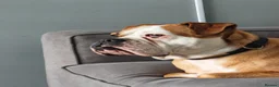 Olde English Bulldogge dogs for sale: Winnie old English bulldog  - Advert 4