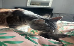 Maine Coon cats for sale: 4 stunning ACTIVE tica registered Maine coons - Image 10