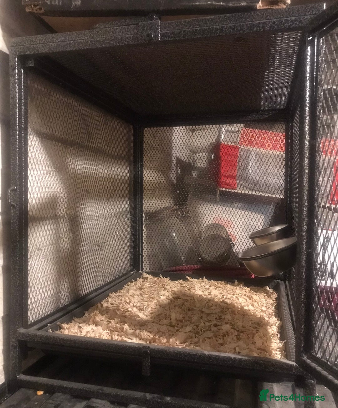Quail poultry for sale: JAPANESE & JUMBO QUAILS ! - Image 9
