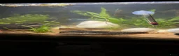 Loaches fish for sale: Two yoyo loaches  in Milton Keynes - Advert 6