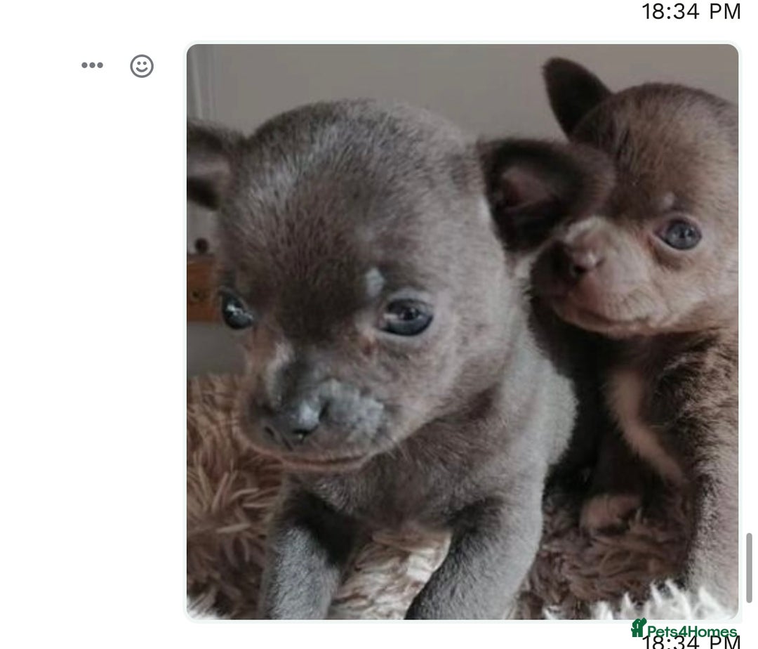 Chihuahua dogs for stud: KC Reg Russian x Italian Full Chihuahua Stud in Stourbridge - Advert 14