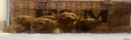 Cavapoo dogs for sale: Stunning deep red TOY cavapoo pups - Advert 2