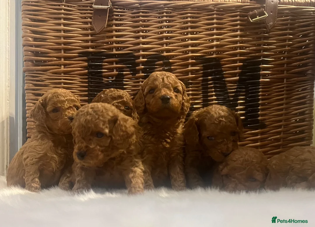 Cavapoo dogs for sale: Stunning deep red TOY cavapoo pups - Advert 2
