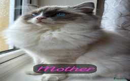 Ragdoll cats for sale: 🐾 Ragdoll Kittens Ready Soon!🐾 in Bridgwater - Image 5