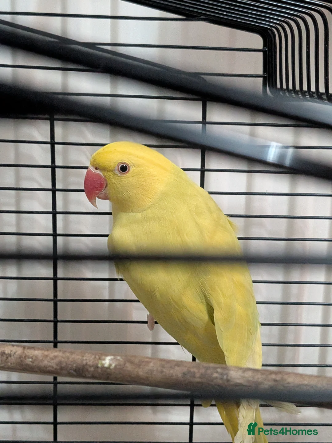 Parrots birds for sale: 🐤🦜Breeding Pair of Parrots with Full Setup🦜🐤 in Carlisle - Advert 2