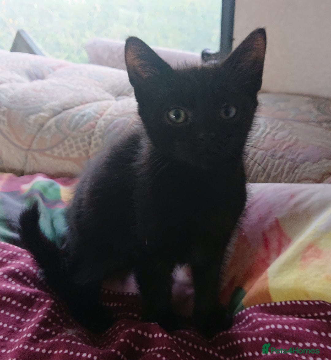 Mixed Breed cats for sale: Beautiful kittens for sale - Image 7