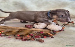 Miniature Bull terrier dogs for sale: 🐾 Exclusive Miniature Bull Terrier Puppies 🐾 - Image 19