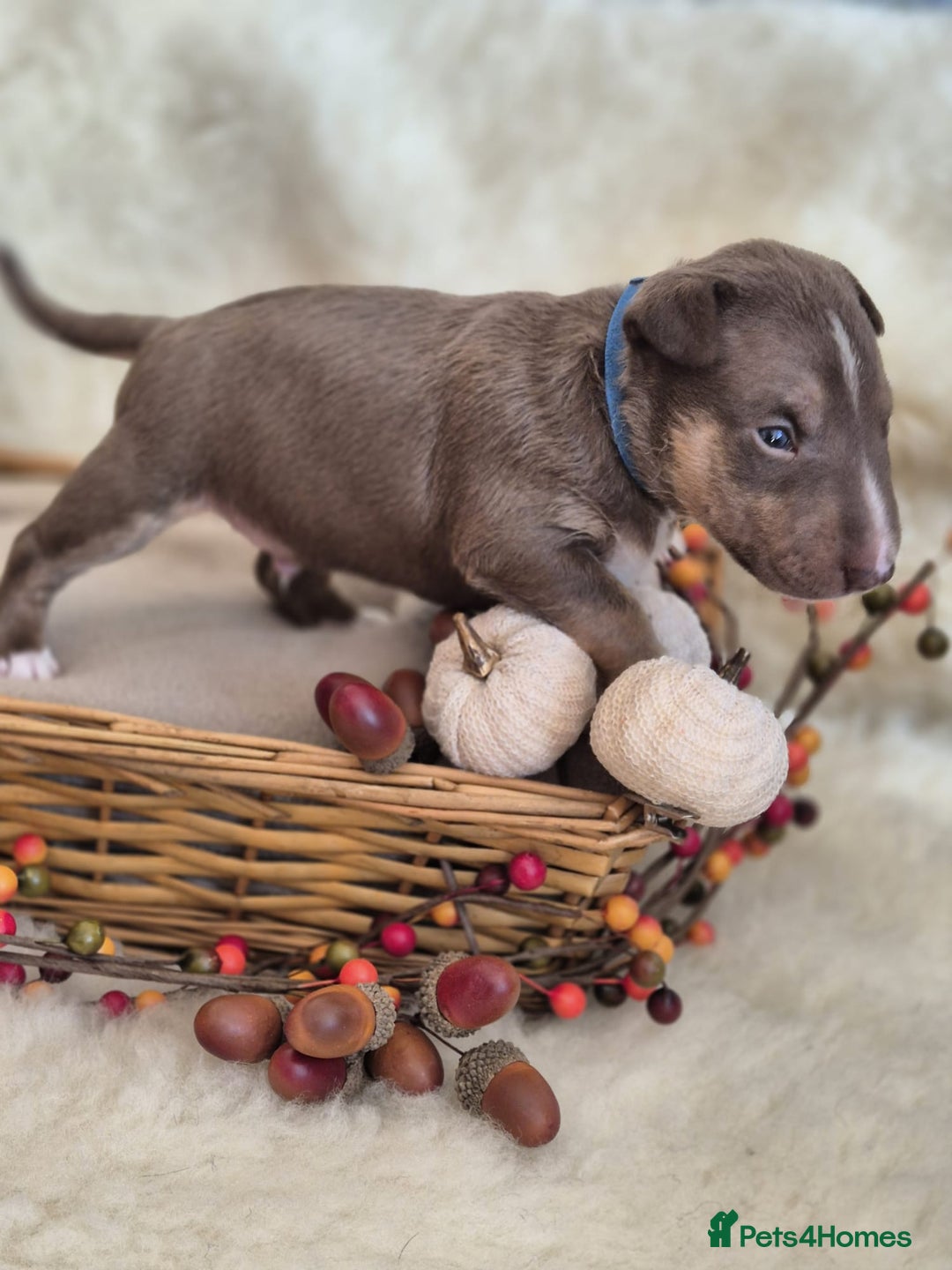 Miniature Bull terrier dogs for sale: 🐾 Exclusive Miniature Bull Terrier Puppies 🐾 - Image 19