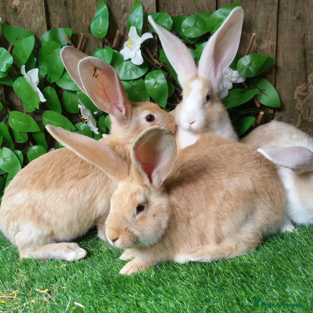 Continental Giant rabbits for sale: PURE Continental Giants Vaccinated 3 in 1 READY   - Image 3