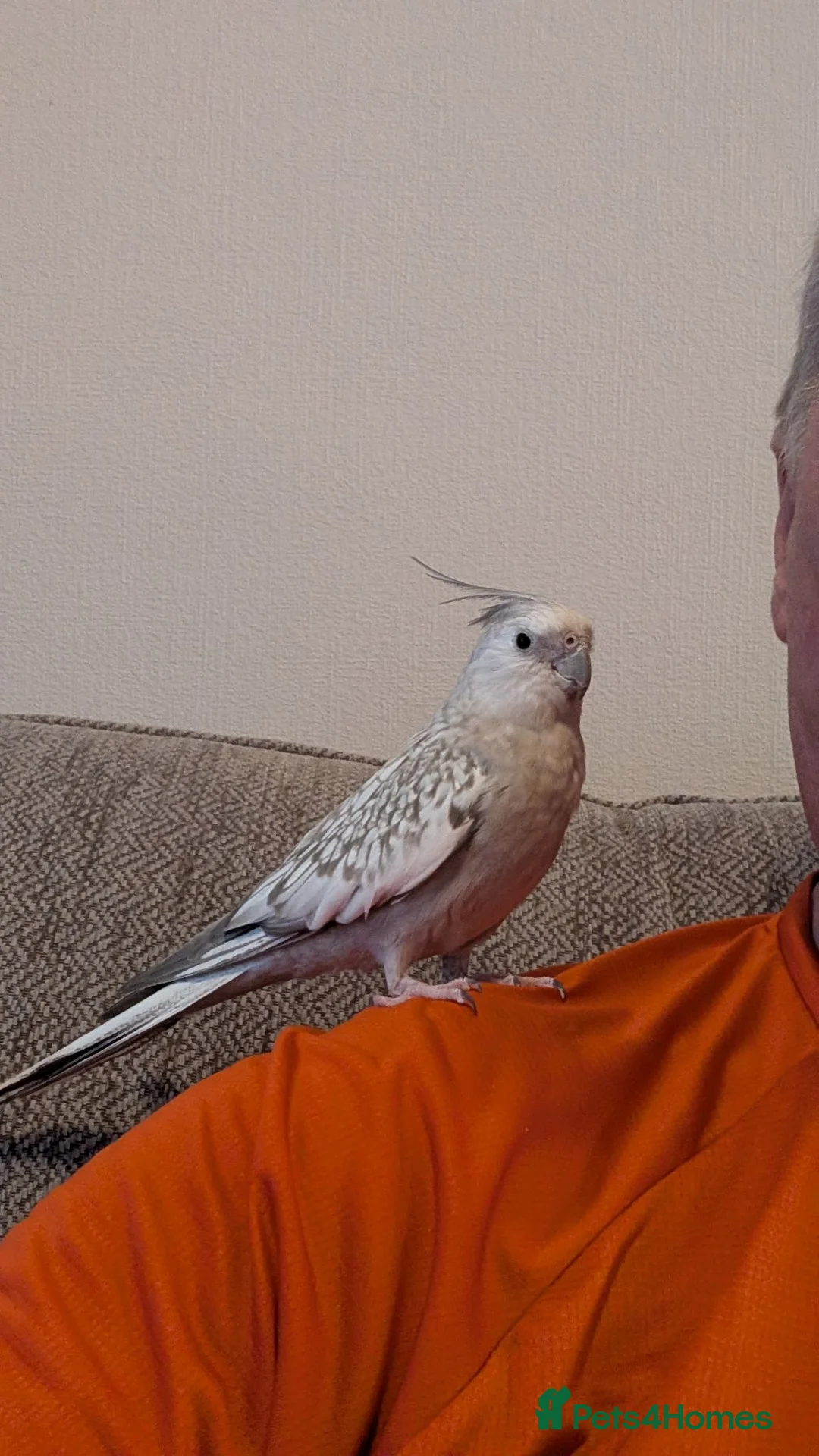 Cockatiels birds for sale: Beautiful cockatiel and large cage  in Norwich - Advert 8