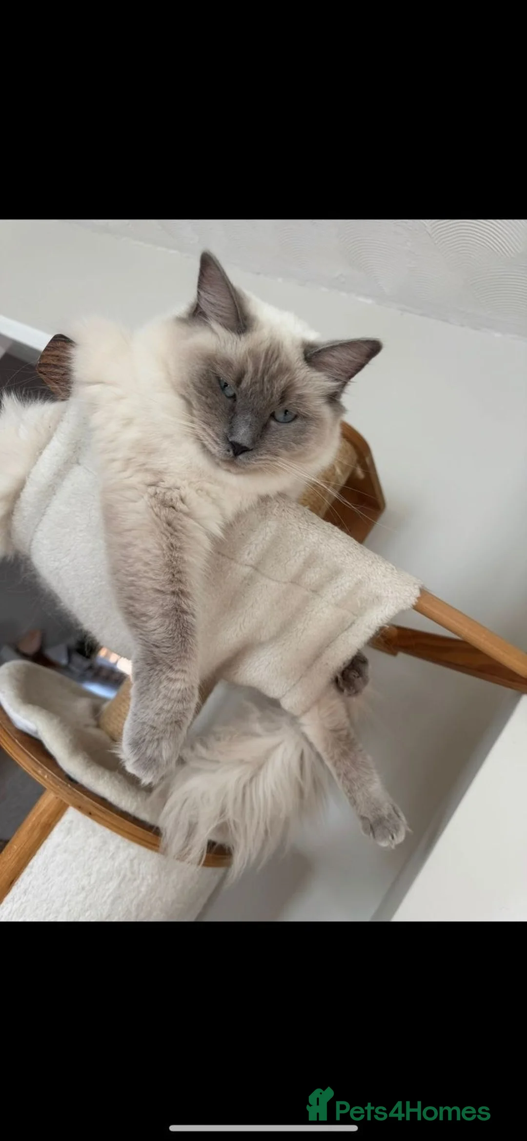 Mixed Breed cats for sale: Ragdoll/Mainecoon - Advert 2