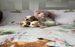 Miniature Dachshund dogs for sale: KC registered longhair Piebald puppies  - Image 4