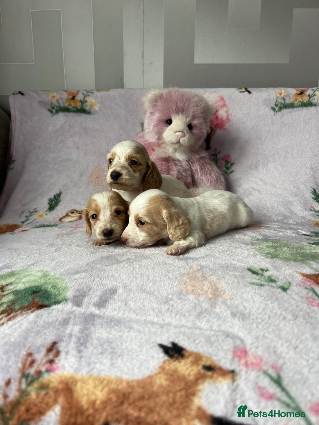 Miniature Dachshund dogs for sale: KC registered longhair Piebald puppies  - Image 4