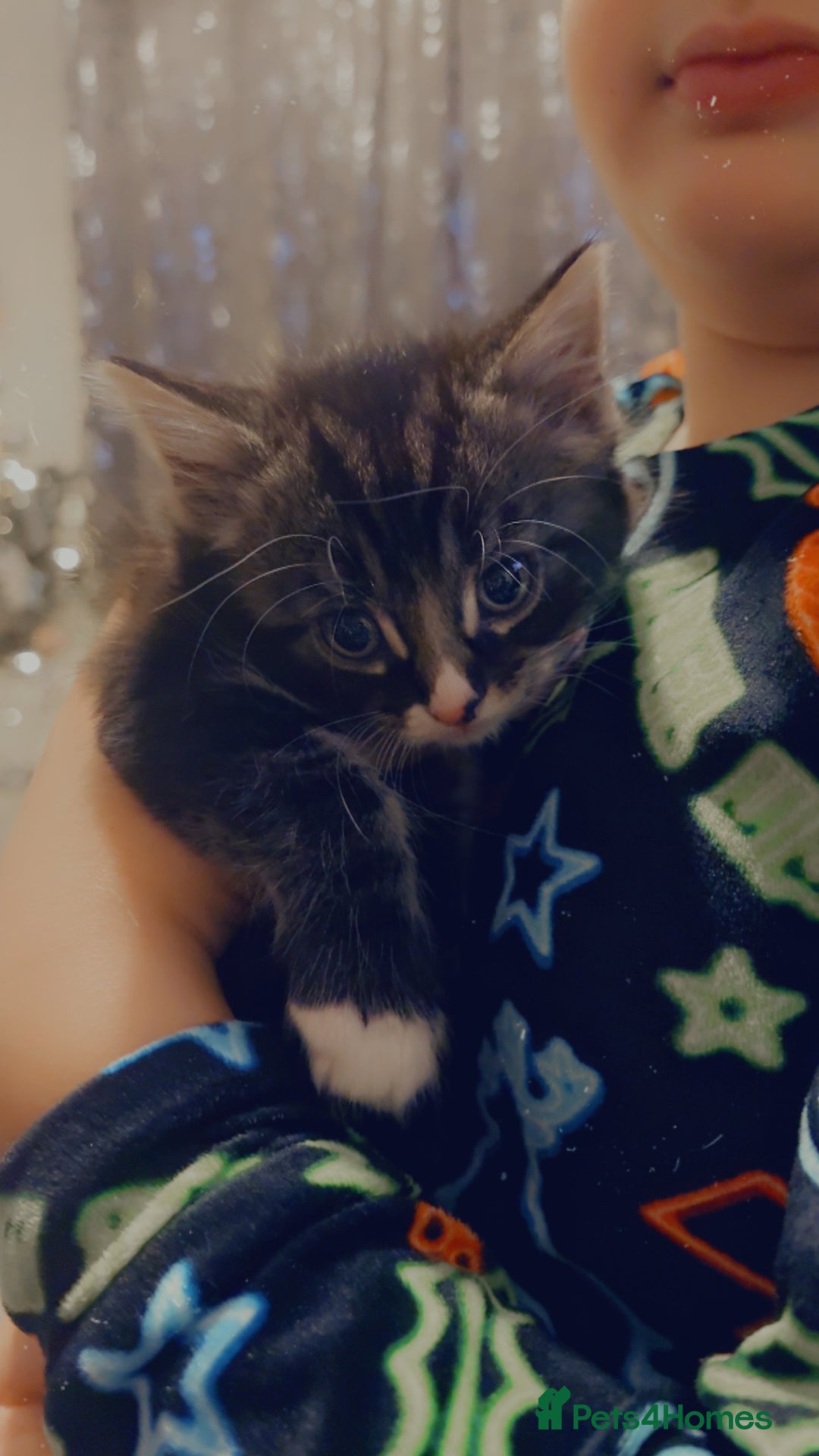 Mixed Breed cats for sale: 4 Beautiful fluffy kittens for sale - Advert 1