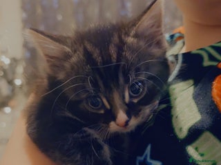 Mixed Breed cats 4 Beautiful fluffy kittens for sale - Advert 1