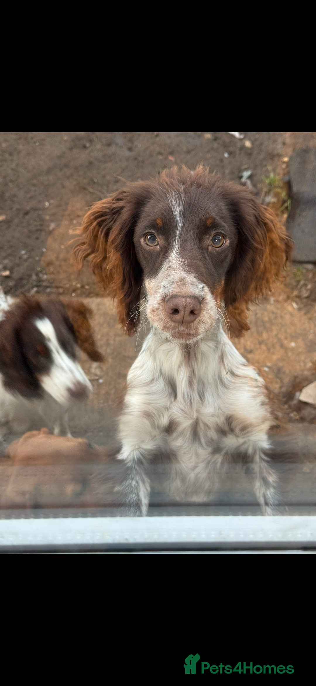 Cocker Spaniel dogs for sale: Working Cocker Spaniel Puppies - Advert 25