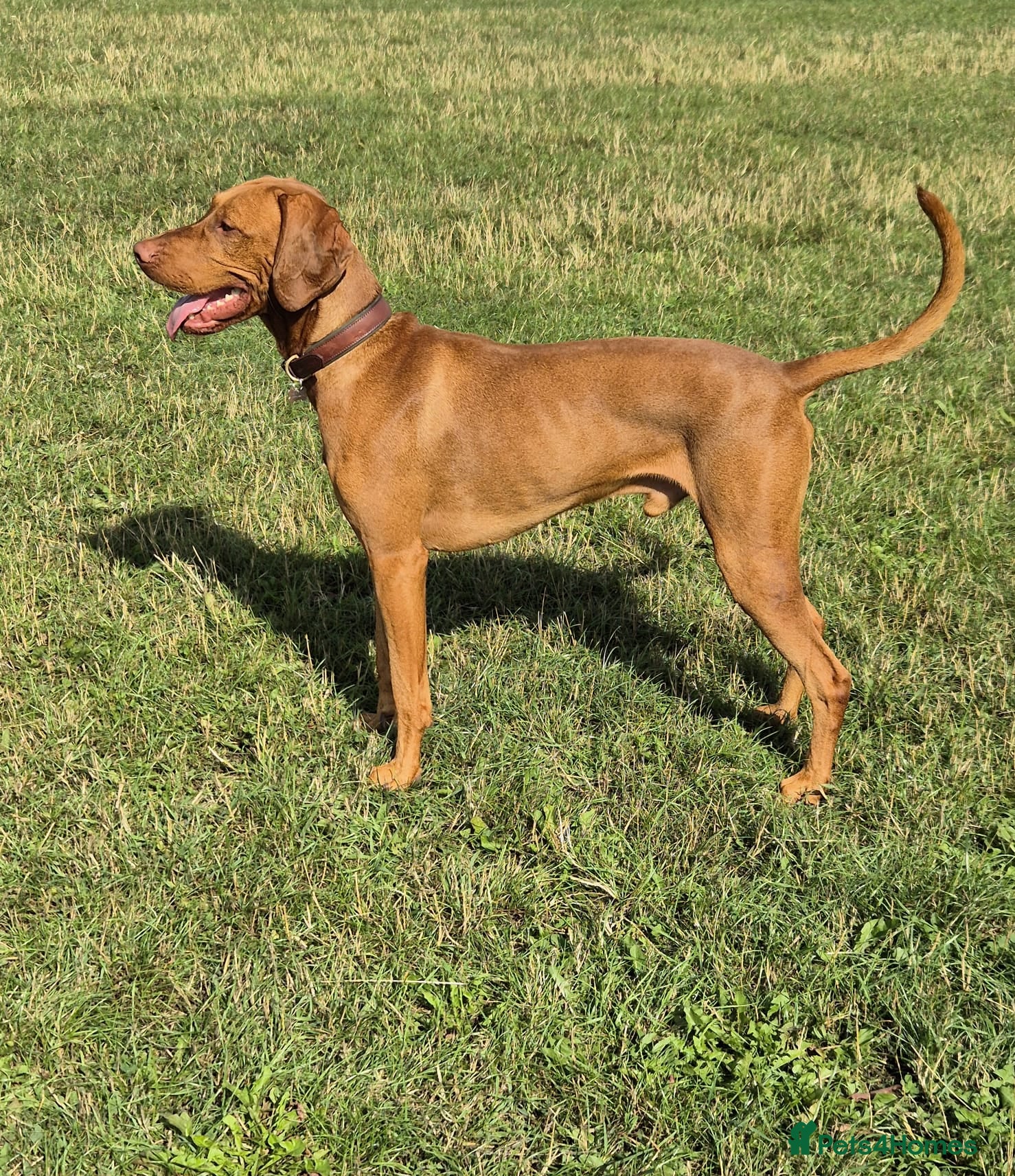 Hungarian Vizsla dogs Proven Hungarian Vizsla Stud Kronstaar Escobar - Advert 4