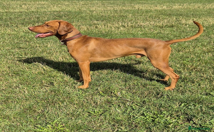 Hungarian Vizsla dogs - Advert 1