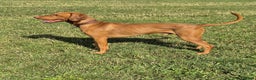 Hungarian Vizsla dogs for stud: Proven Hungarian Vizsla Stud Kronstaar Escobar - Advert 1