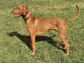 Hungarian Vizsla dogs - Advert 4