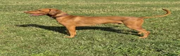 Hungarian Vizsla dogs for stud: Proven Hungarian Vizsla Stud Kronstaar Escobar - Advert 1