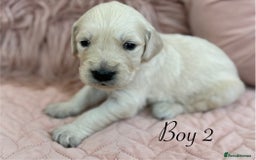 Golden Retriever dogs for sale: Beautiful GR Puppies – No Expense Spared! - Image 6