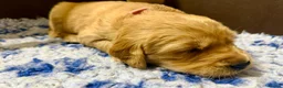 Golden Retriever dogs for sale:  Golden Retriever Puppies - health tested - Advert 3