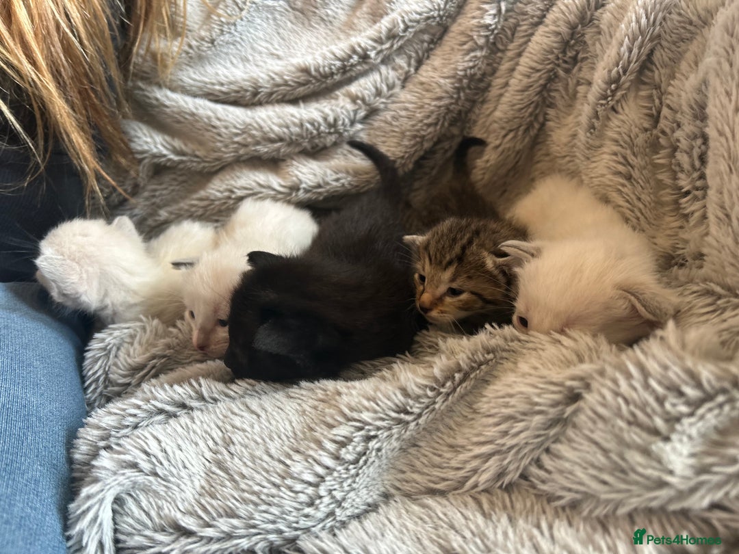 Siamese cats for sale: Siamese X Ragdoll kittens - Image 1