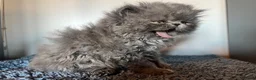 Persian cats for sale: Registered Persian Kittens – Blue & Red - Advert 10