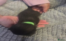 Mixed Breed cats for sale: Nearly 3 weeks old kittens  - Image 6