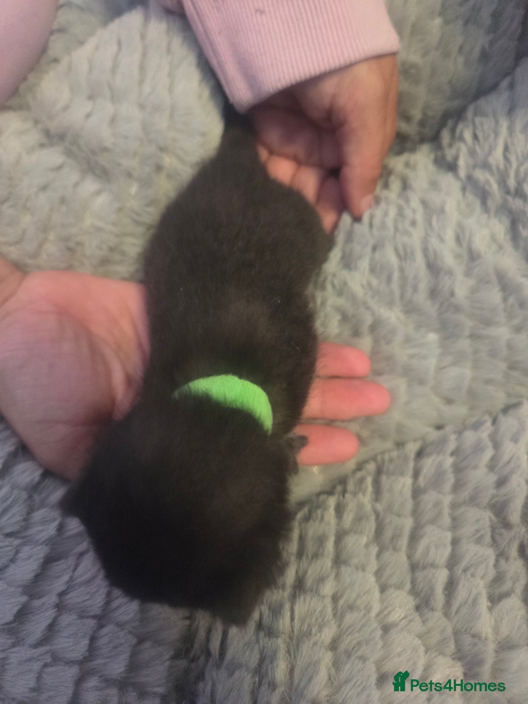 Mixed Breed cats for sale: Nearly 3 weeks old kittens  - Image 6