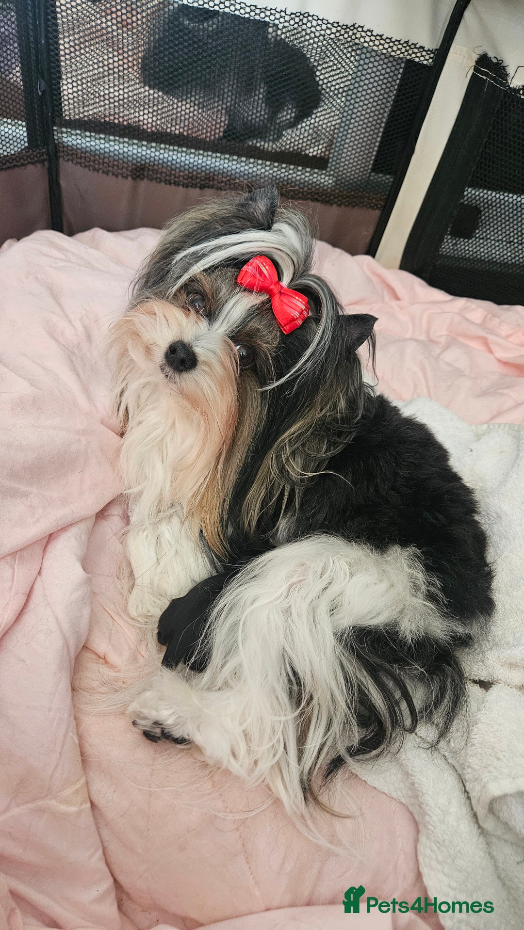 Yorkshire Terrier dogs for sale: Yorkshire Terrier Carrier  - Advert 1