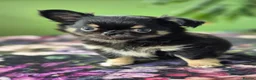 Chihuahua dogs for sale: Amazing Tiny Longcoat Chihuahua Puppies - Advert 24