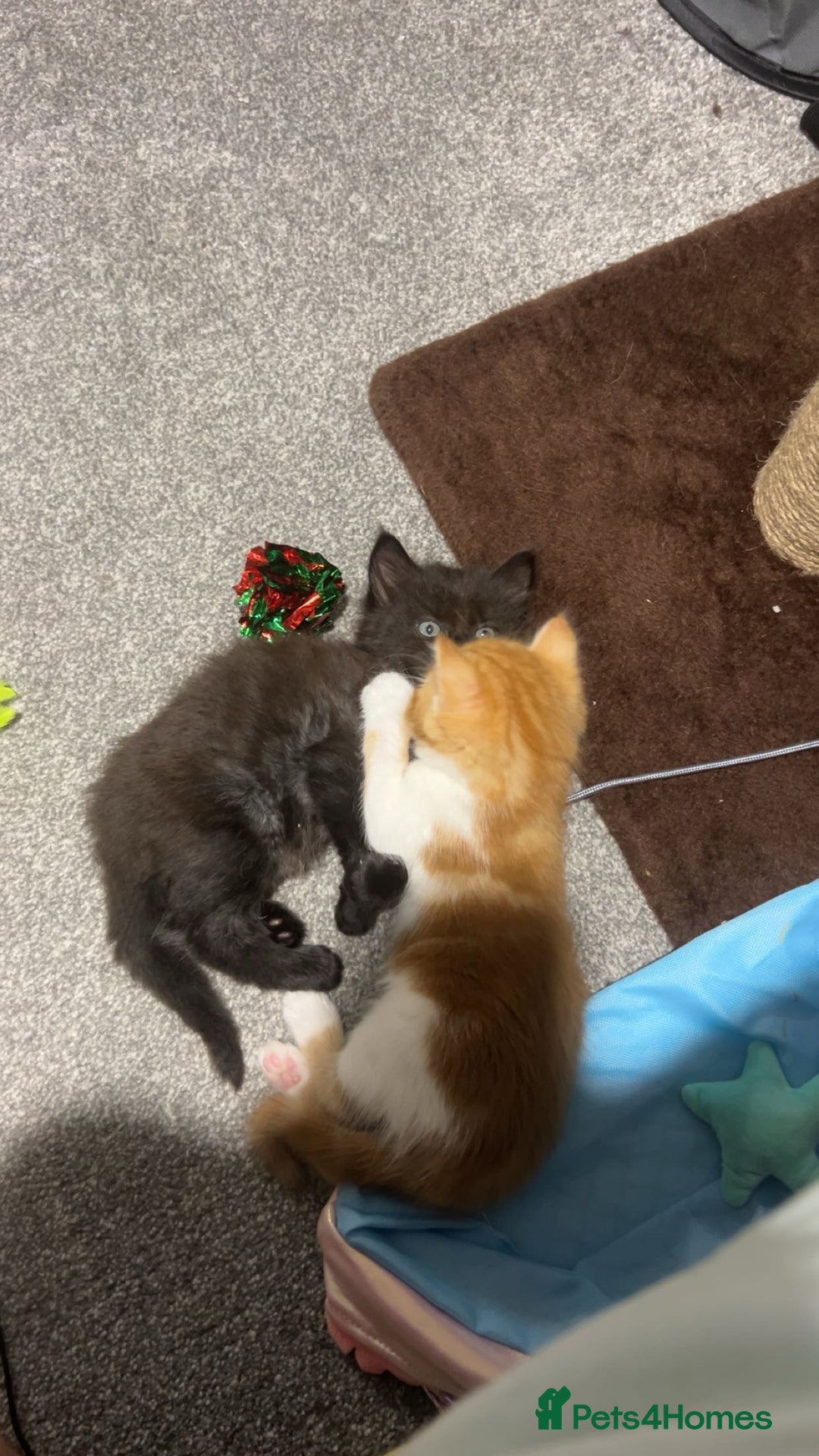 Ragdoll cats for sale: ragdoll x tabby  - Image 8