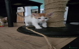 Mixed Breed cats for sale: 4 Playful Male Kittens Ready for Loving Homes! - Image 3