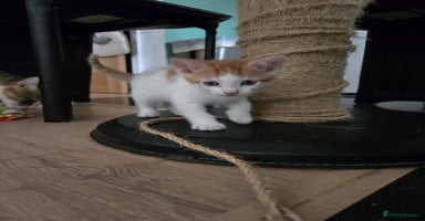 Mixed Breed cats - Advert 3