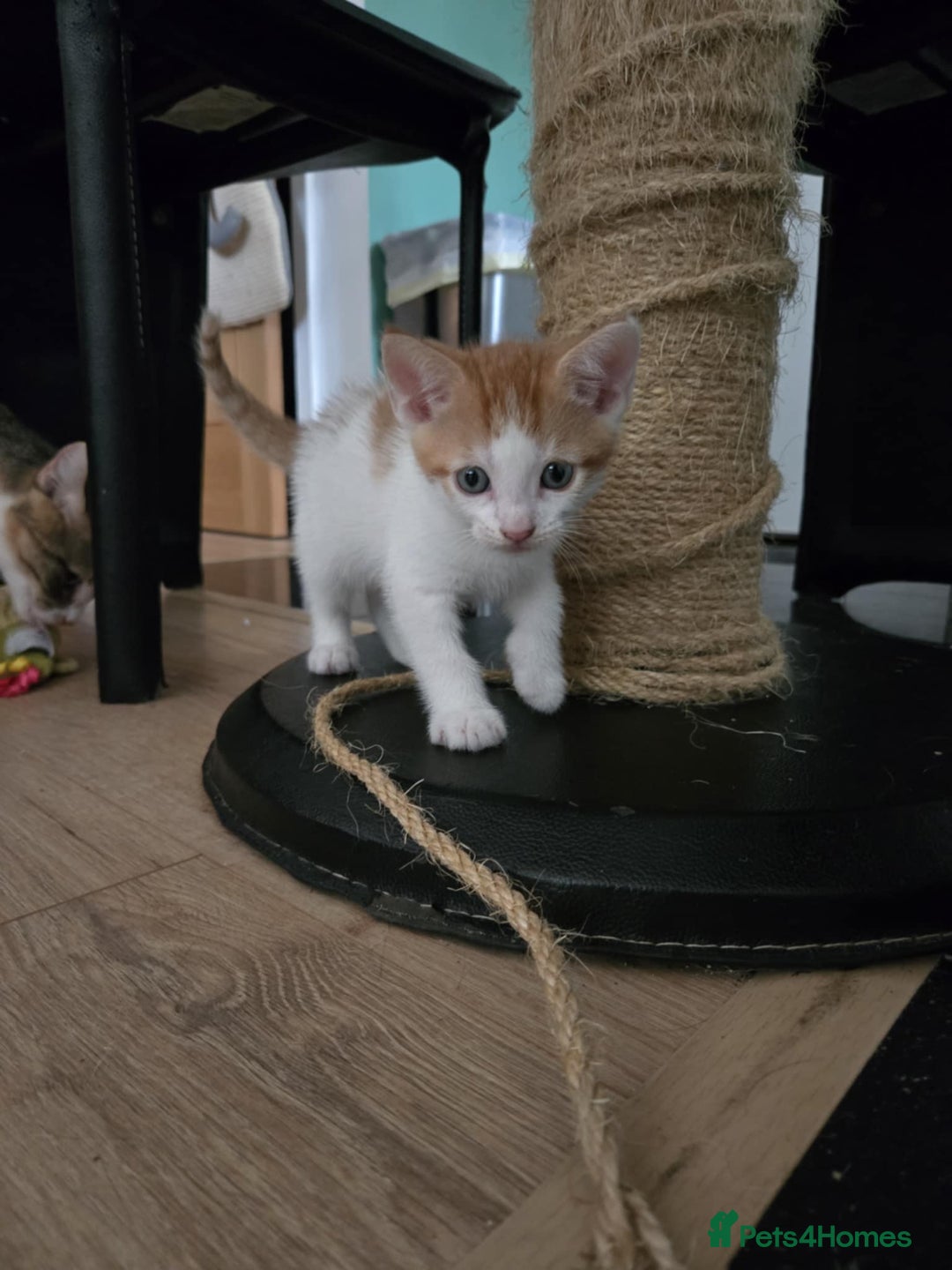 Mixed Breed cats for sale: 4 Playful Male Kittens Ready for Loving Homes! - Image 3