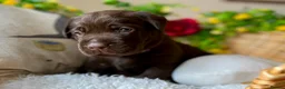 Labrador Retriever dogs for sale: STUNNING Chocolate Labrador Puppies  - Advert 33