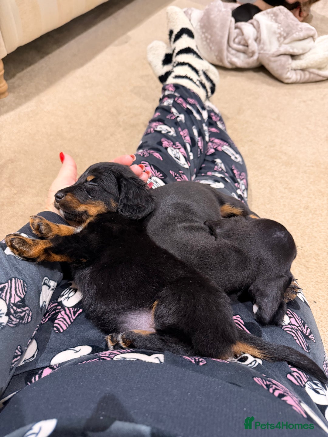 Mixed Breed dogs for sale: Docker puppies for sale  - Advert 18