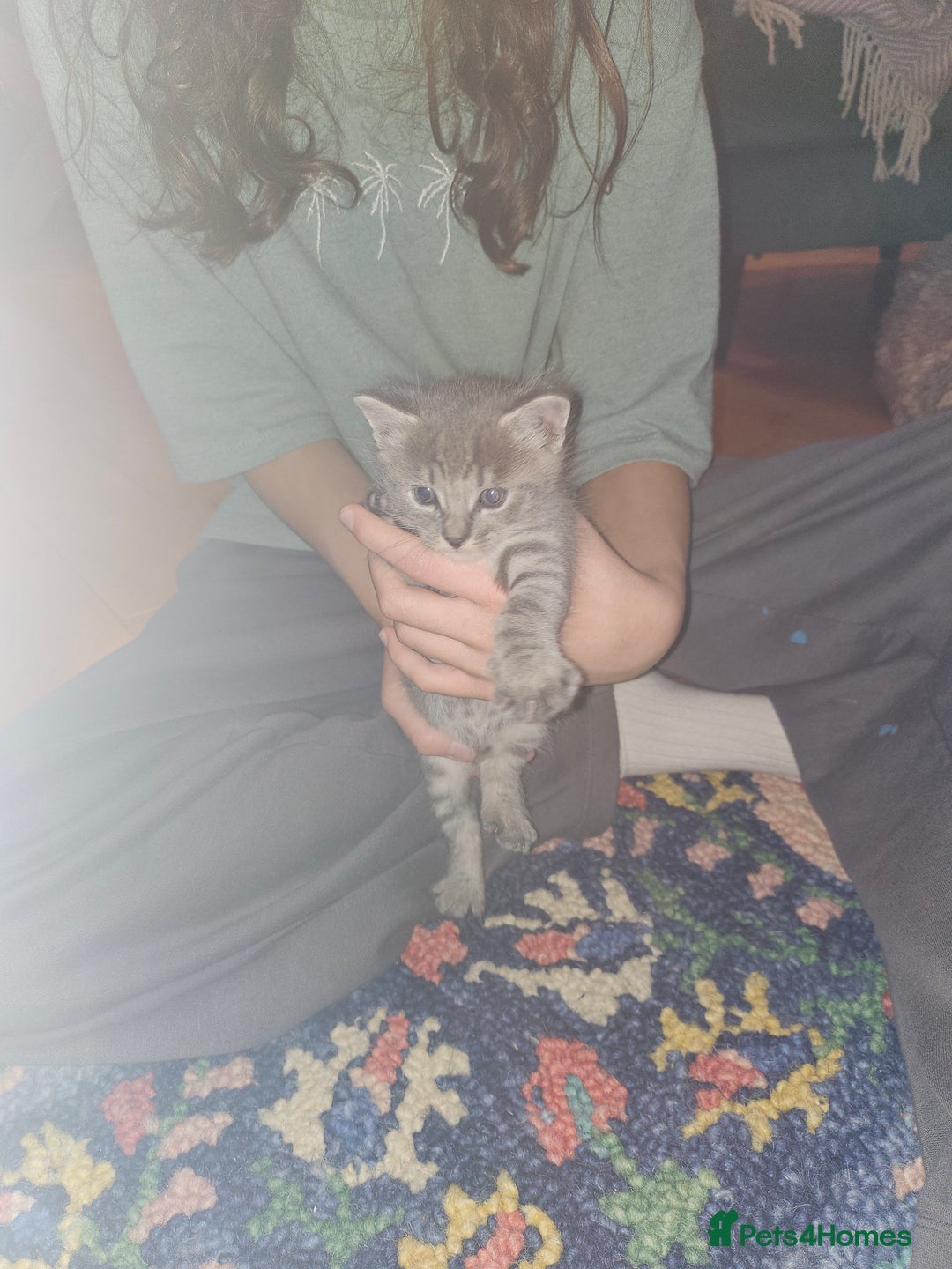 Savannah cats for sale: Beautiful Savannah cross kittens for sale - Advert 29