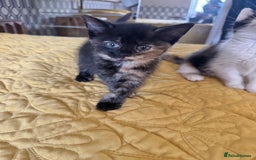 British Shorthair cats for sale: Pure British Shorthair Kittens Ready Now! - Image 13