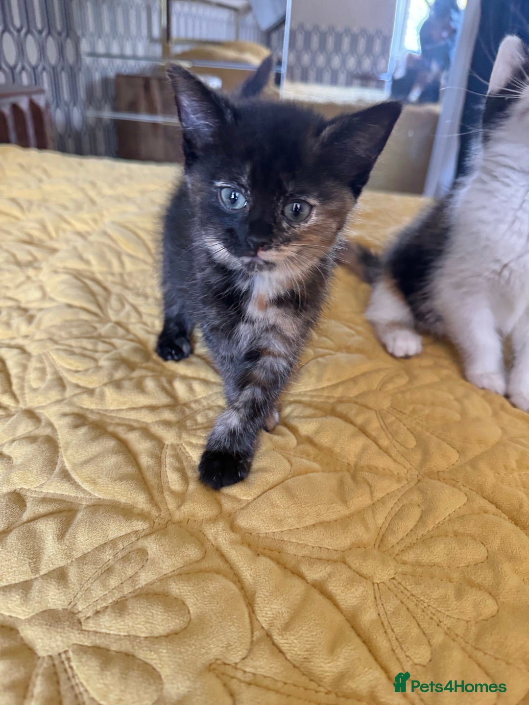 British Shorthair cats for sale: Pure British Shorthair Kittens Ready Now! - Image 13