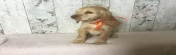 Cocker Spaniel dogs for sale: KC reg Cocker pups - Advert 7
