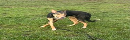 Mixed Breed dogs for adoption: Oscar / Leamington Spa Warwickshire in Leamington Spa - Advert 13