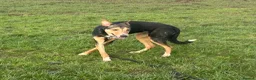 Mixed Breed dogs for adoption: Oscar / Leamington Spa Warwickshire in Leamington Spa - Advert 13
