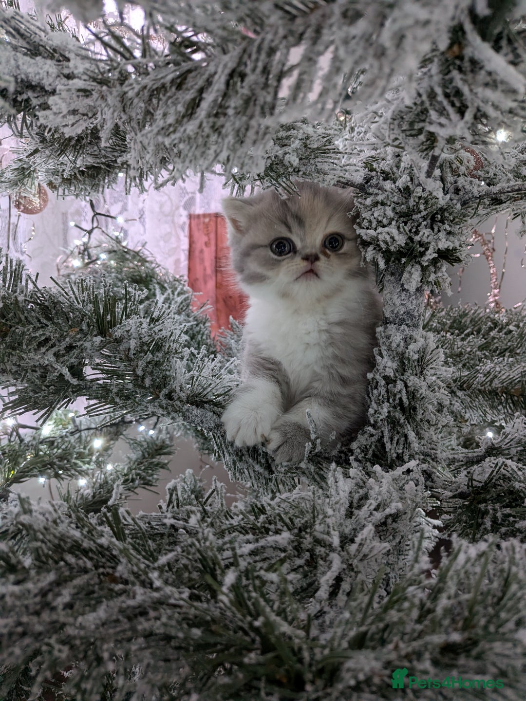 Exotic cats for sale: Beautiful Exotic kittens  - Advert 5